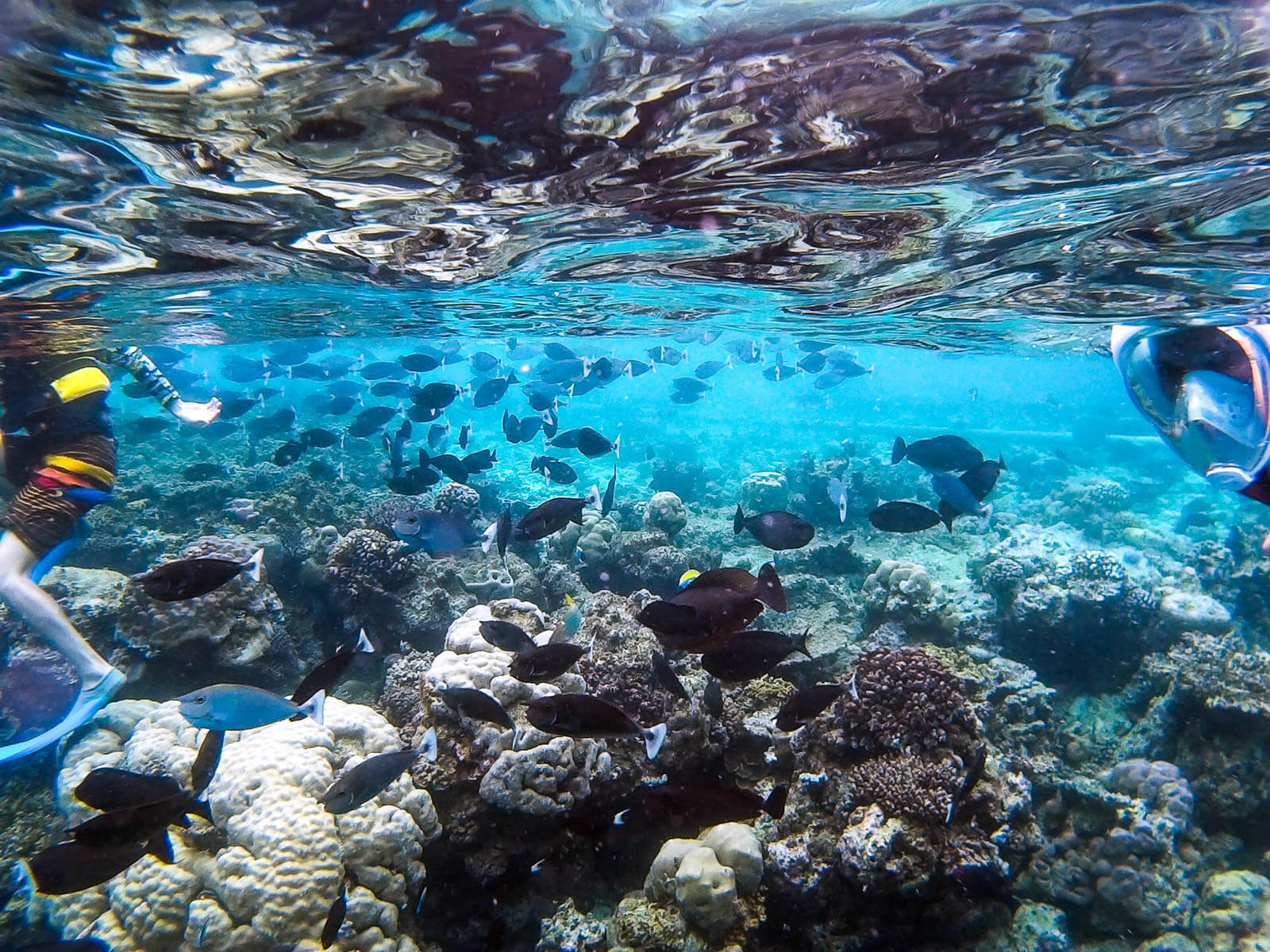 Maldives Snorkeling The Unbelievable Underwater World
